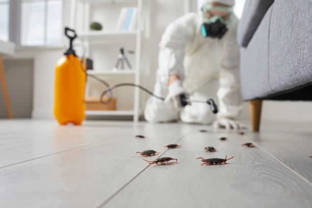 Commercial Rodent Management in San Clemente